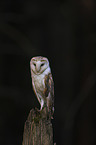 sitting Common Barn Owl