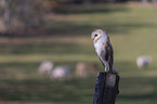 sitting Common Barn Owl