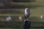 sitting Common Barn Owl