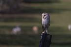 sitting Common Barn Owl