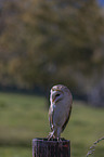 sitting Common Barn Owl