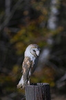 sitting Common Barn Owl