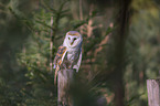 sitting Common Barn Owl