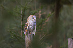 sitting Common Barn Owl