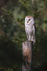 sitting Common Barn Owl