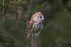 sitting Common Barn Owl