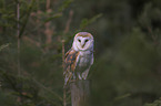 sitting Common Barn Owl