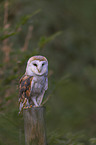 sitting Common Barn Owl