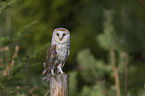 sitting Common Barn Owl