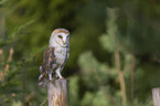 sitting Common Barn Owl