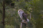 sitting Common Barn Owl