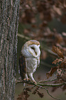 sitting Common Barn Owl