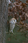 sitting Common Barn Owl