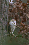 sitting Common Barn Owl