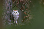 sitting Common Barn Owl