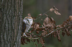 sitting Common Barn Owl