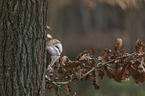 sitting Common Barn Owl