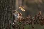 sitting Common Barn Owl