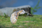 flying Common Barn Owl