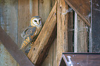 barn owl