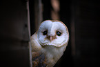 barn owl