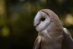 barn owl