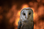 barn owl