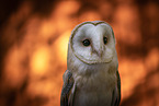 barn owl