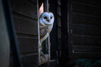 barn owl