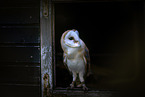 barn owl