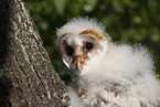 barn owl chick