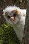 barn owl chick