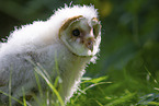 barn owl chick