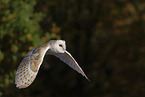 barn owl