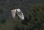 barn owl