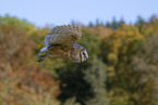 barn owl