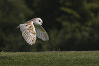 barn owl