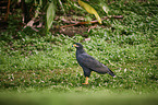 common black-hawk