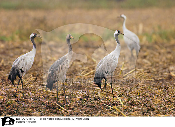 common crane / DV-01649