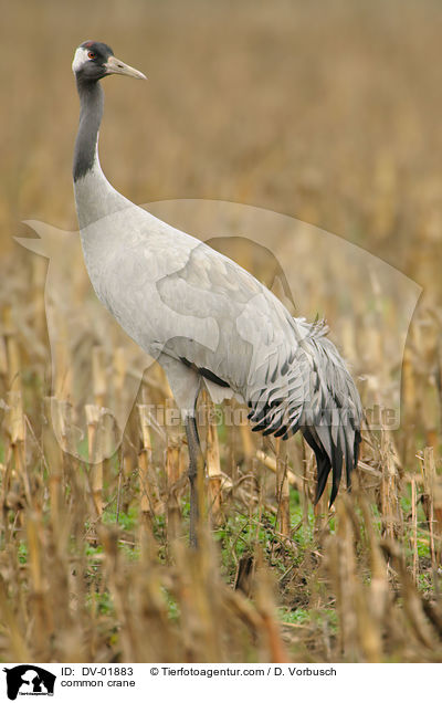 Grauer Kranich / common crane / DV-01883