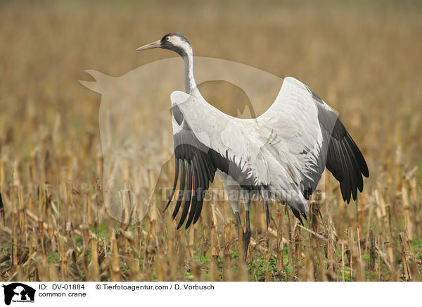 Grauer Kranich / common crane / DV-01884