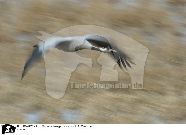 Grauer Kranich / crane / DV-02124