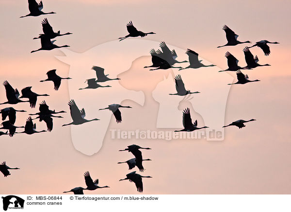 Graue Kraniche / common cranes / MBS-06844