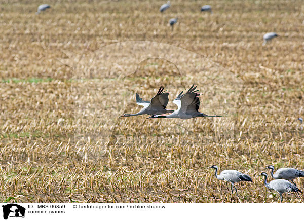 Graue Kraniche / common cranes / MBS-06859