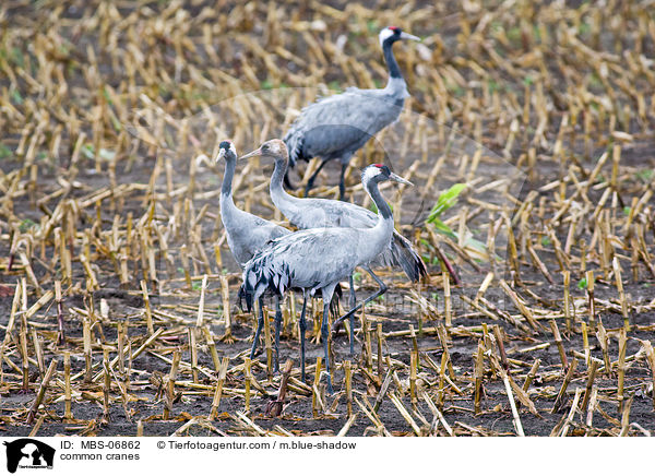 Graue Kraniche / common cranes / MBS-06862