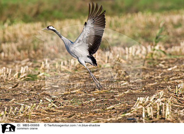 Grauer Kranich / common crane / MBS-06868