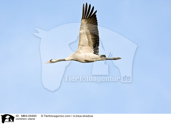 Grauer Kranich / common crane / MBS-06880