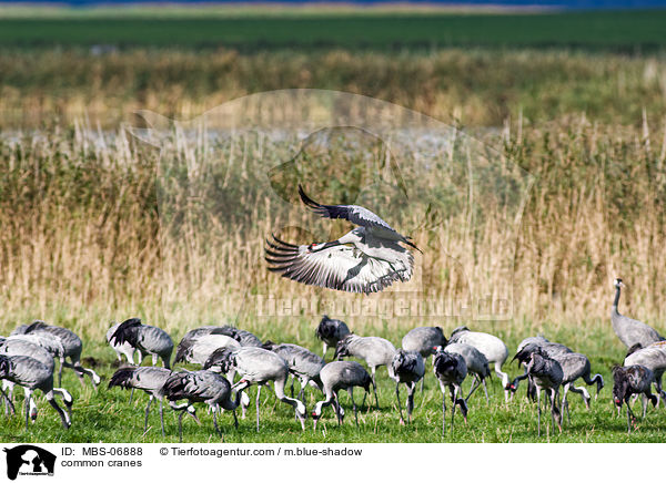 Graue Kraniche / common cranes / MBS-06888