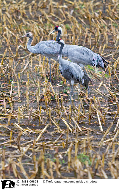 Graue Kraniche / common cranes / MBS-06893