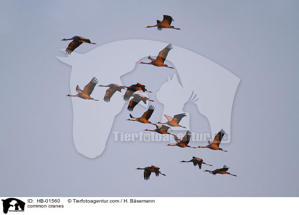 Graue Kraniche / common cranes / HB-01560